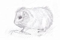Favorite pet